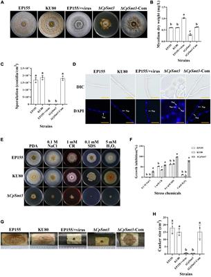 CpSmt3, an ortholog of small ubiquitin-like modifier, is essential for growth, organelle function, virulence, and antiviral defense in Cryphonectria parasitica